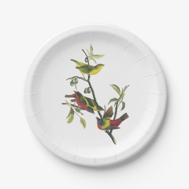 Painted Bunting by Audubon Paper Plates (Front)