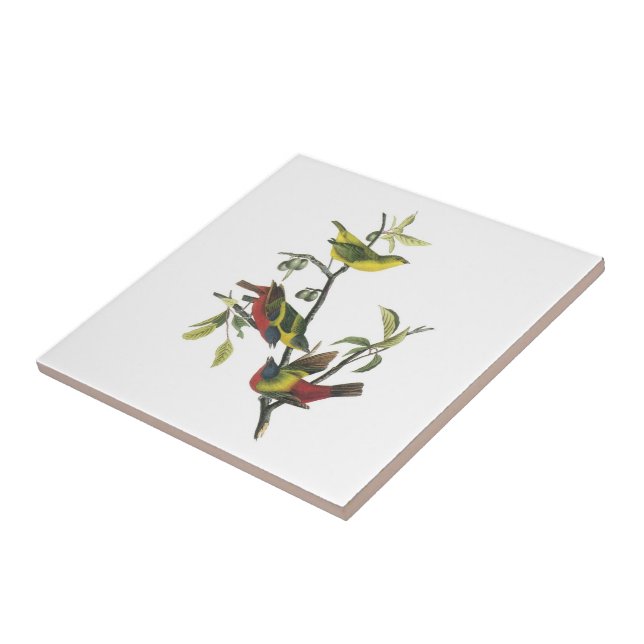 Painted Bunting by Audubon Tile (Side)