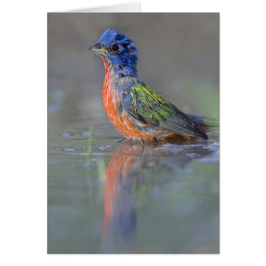 Painted Bunting Cards (Front)