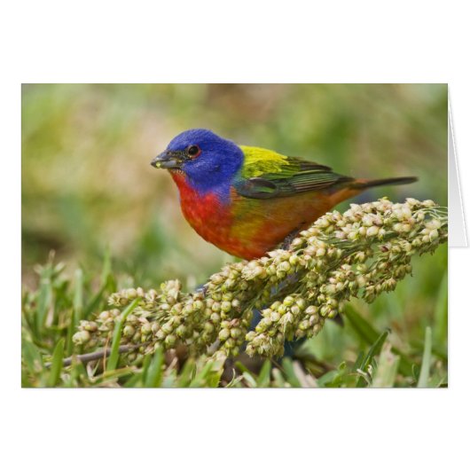 Painted Bunting Cards (Front Horizontal)