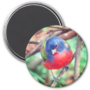 Painted Bunting Magnet by BirdingCollectibles at Zazzle