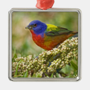 Painted Bunting Metal Ornament