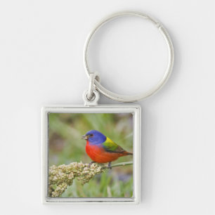 Painted Bunting (Passerian ciris) male feeding Keychain