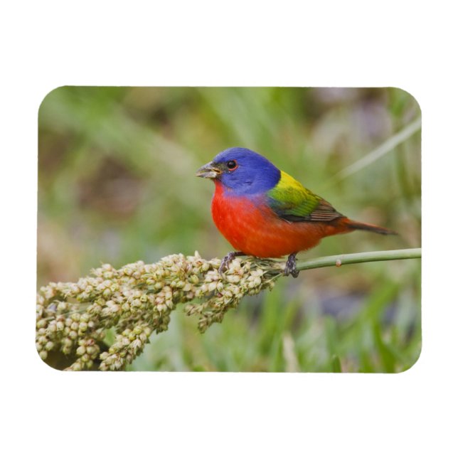Painted Bunting (Passerian ciris) male feeding Magnet (Horizontal)