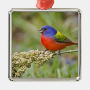 Painted Bunting (Passerian ciris) male feeding Metal Ornament