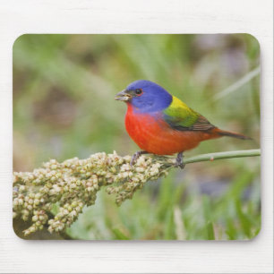 Painted Bunting (Passerian ciris) male feeding Mouse Pad