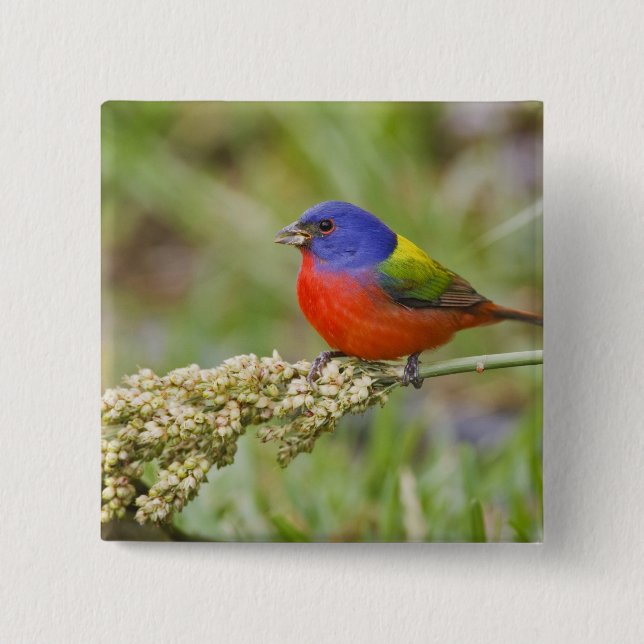 Painted Bunting (Passerian ciris) male feeding Pinback Button (Front)