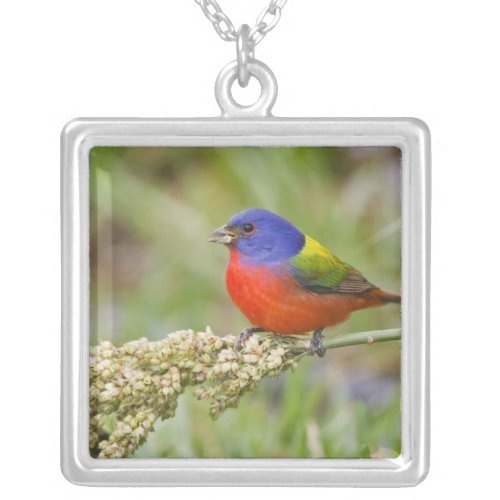 Painted Bunting Passerian ciris male feeding Silver Plated Necklace