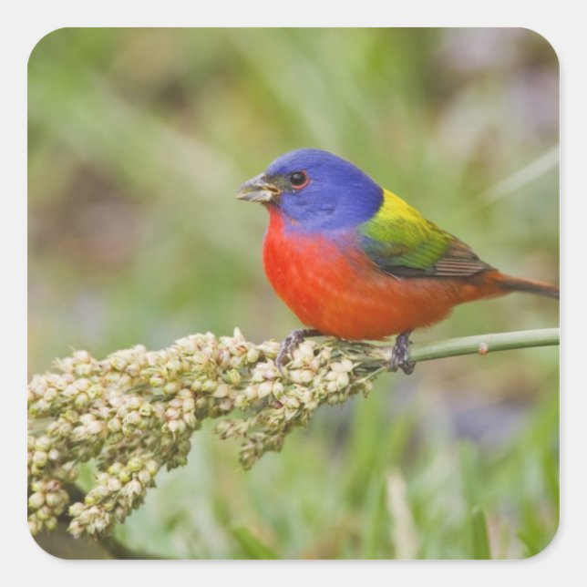 Painted Bunting (Passerian ciris) male feeding Square Sticker (Front)