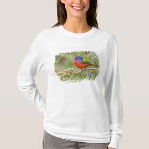 Painted Bunting (Passerian ciris) male feeding T-Shirt