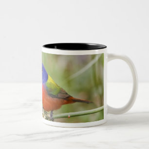 Painted Bunting (Passerian ciris) male feeding Two-Tone Coffee Mug
