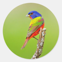 Painted Bunting (Passerina ciris) Male Perched