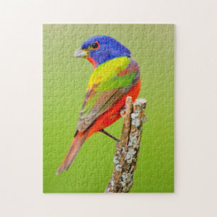 Painted Bunting (Passerina ciris) Male Perched Jigsaw Puzzle