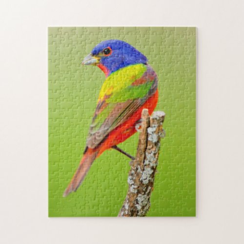Painted Bunting Passerina ciris Male Perched Jigsaw Puzzle