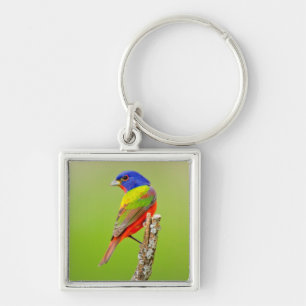 Painted Bunting (Passerina ciris) Male Perched Keychain