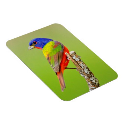 Painted Bunting (Passerina ciris) Male Perched Magnet | Zazzle