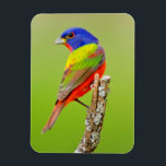 Painted Bunting (Passerina ciris) Male Perched Magnet<br><div class="desc">Larry Ditto / DanitaDelimont.com USA,  North America,  Texas</div>