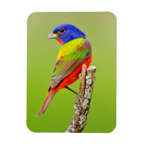 Painted Bunting Passerina ciris Male Perched Magnet