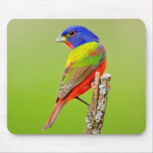 Painted Bunting (Passerina ciris) Male Perched Mouse Pad