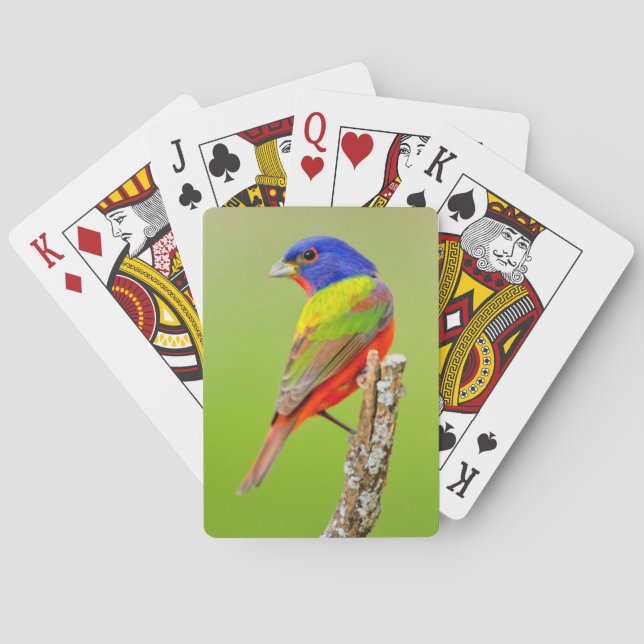Painted Bunting (Passerina ciris) Male Perched Poker Cards (Back)