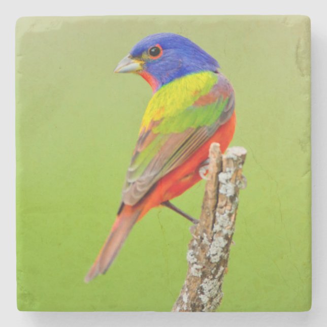 Painted Bunting (Passerina ciris) Male Perched Stone Coaster (Front)