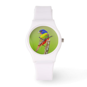 Painted Bunting (Passerina ciris) Male Perched Watch