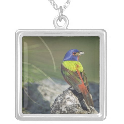 Painted Bunting Passerina ciris male  Silver Plated Necklace