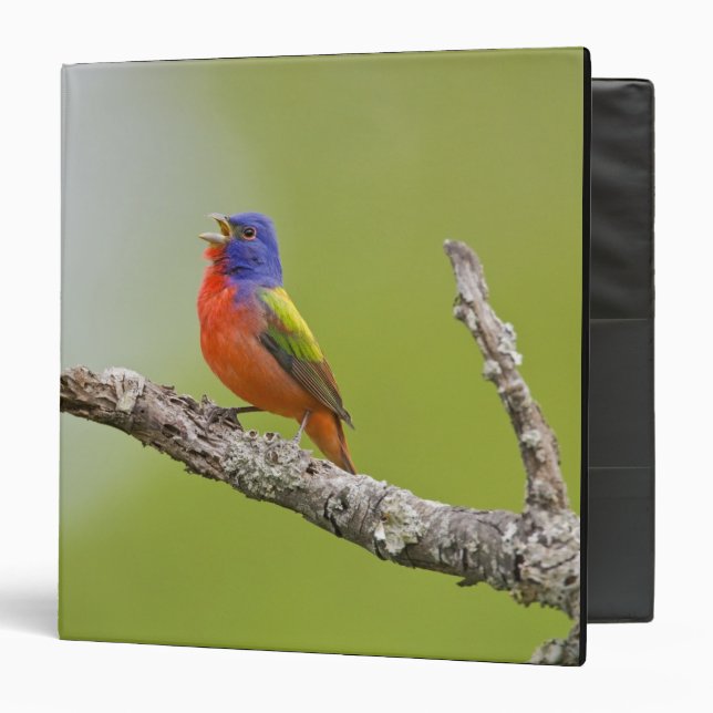 Painted Bunting Passerina ciris) male singing 3 Ring Binder (Front/Inside)