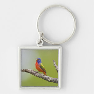 Painted Bunting Passerina ciris) male singing Keychain