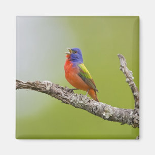 Painted Bunting Passerina ciris) male singing Magnet