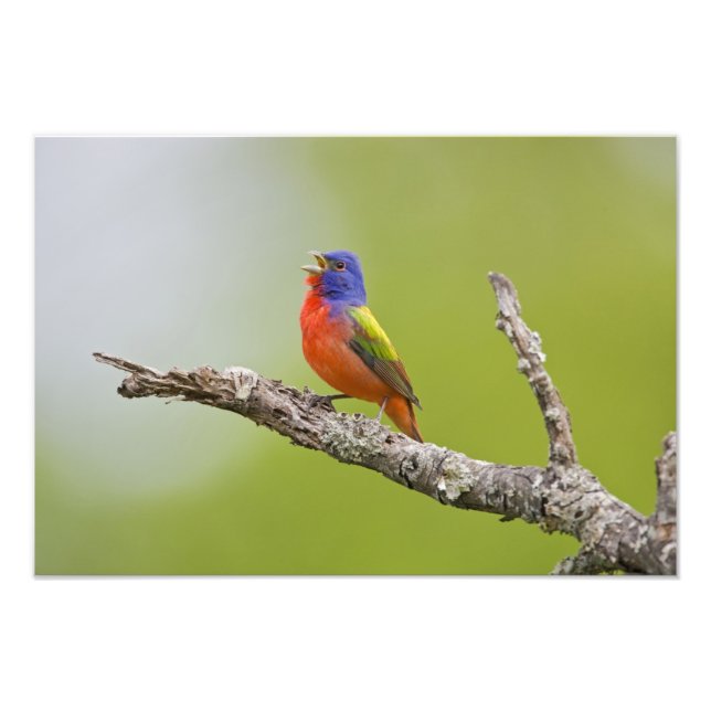 Painted Bunting Passerina ciris) male singing Photo Print (Front)