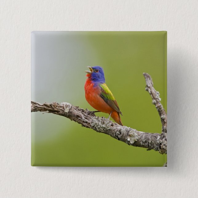 Painted Bunting Passerina ciris) male singing Pinback Button (Front)