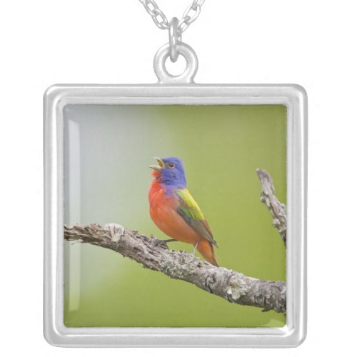 Painted Bunting Passerina ciris male singing Silver Plated Necklace