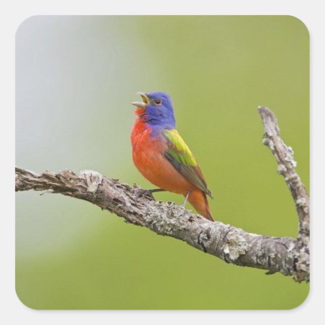 Painted Bunting Passerina ciris) male singing Square Sticker (Front)