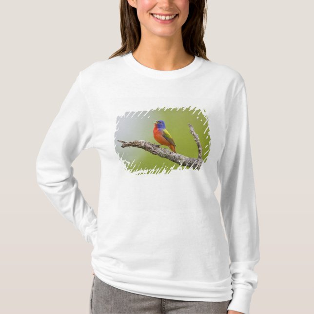 Painted Bunting Passerina ciris) male singing T-Shirt (Front)