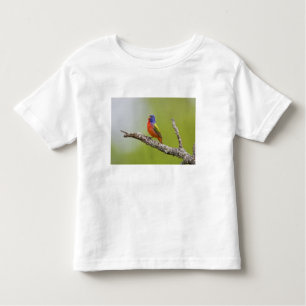 Painted Bunting Passerina ciris) male singing Toddler T-shirt