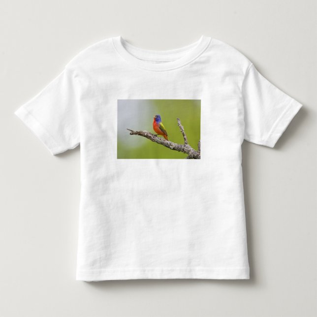Painted Bunting Passerina ciris) male singing Toddler T-shirt (Front)
