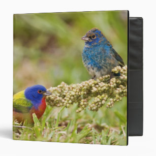 Painted Bunting Passerina citria) adult male 2 3 Ring Binder