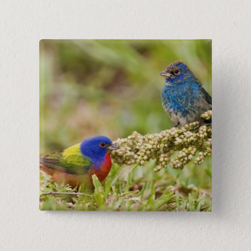 Painted Bunting Passerina citria adult male 2 Pinback Button