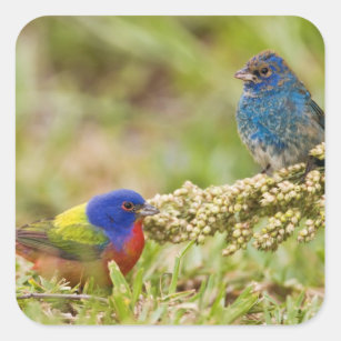 Painted Bunting Passerina citria) adult male 2 Square Sticker