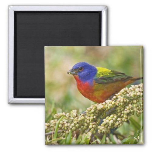 Painted Bunting Passerina citria adult male Magnet