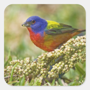 Painted Bunting Passerina citria) adult male Square Sticker