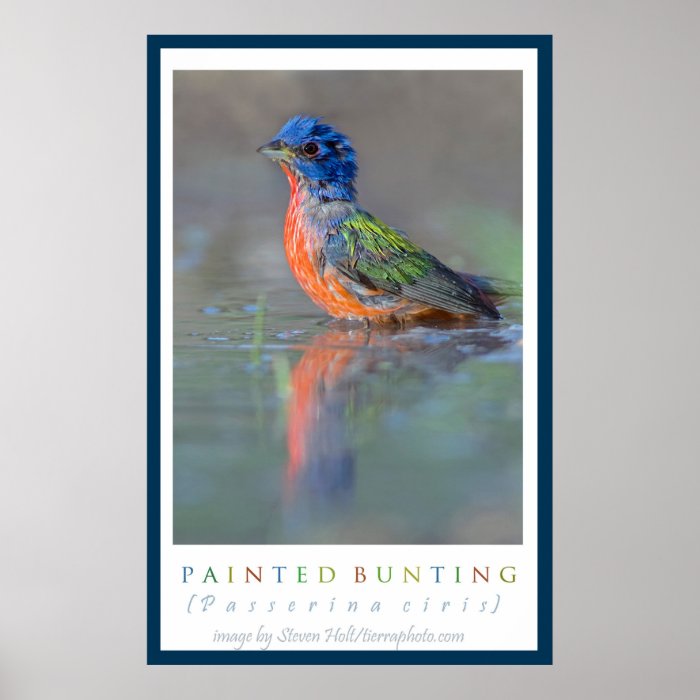 Painted Bunting Poster