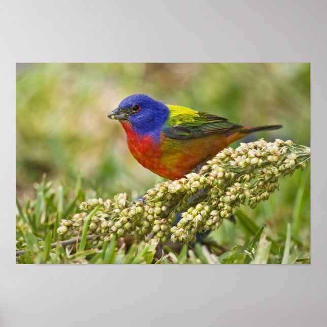 Painted Bunting Poster (Front)