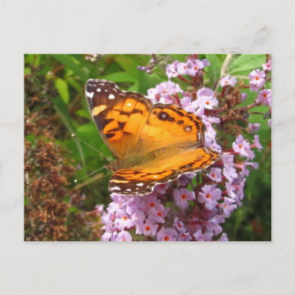 Painted butterfly ~ postcard