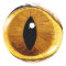 Painted Cat's Eye