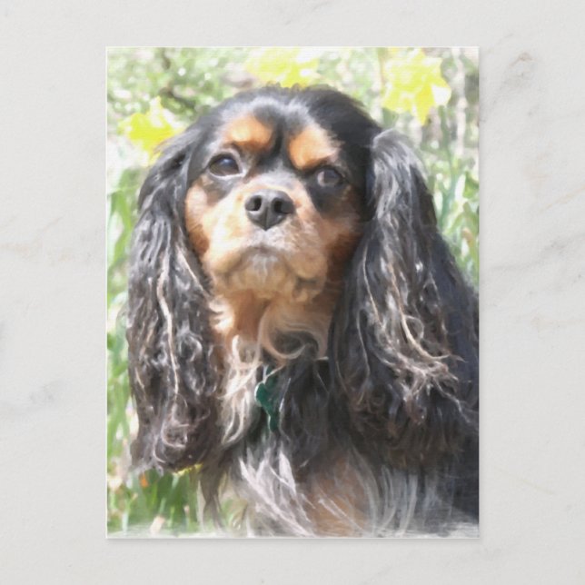Painted Cavalier King Charles Spaniel Postcard (Front)
