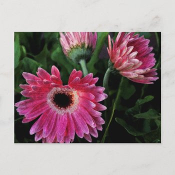 Painted Daisies Postcard by glo53bug at Zazzle