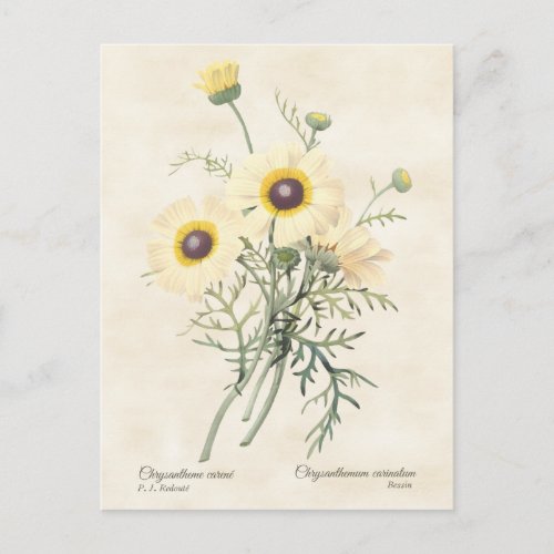 Painted Daisy Chrysanthemum Vintage Botanical Postcard