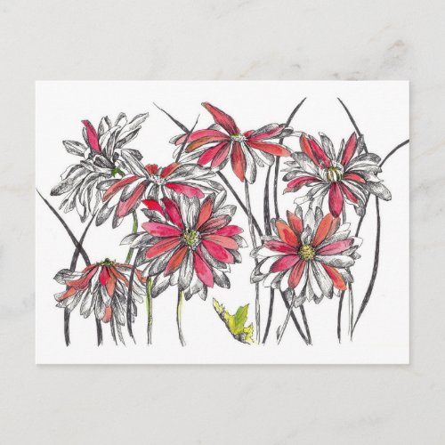 Painted Daisy Flowers Botanical Art Ink Drawing Postcard
